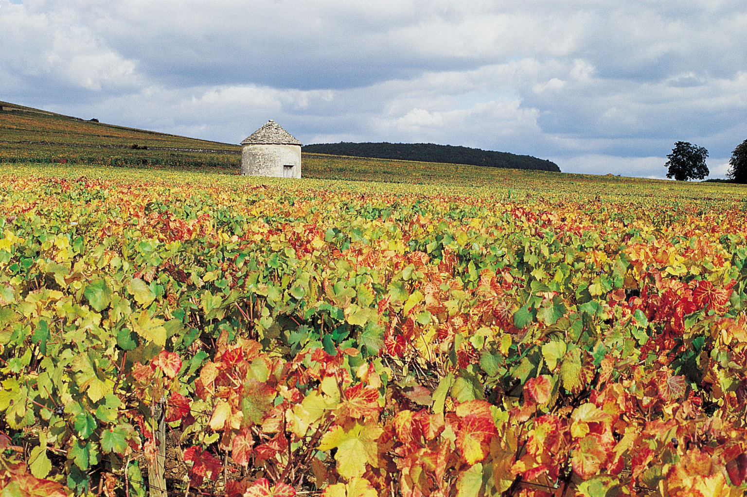 vignes proche COTO HOTEL Beaune, Hôtel 2 étoiles Pas Cher à Beaune